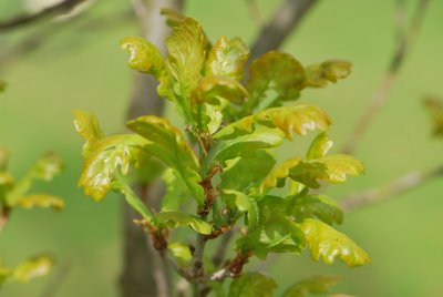 Quercus robur 'Fastigiata'- dub letní 'Fastigiata'- jarní výhonky (2)